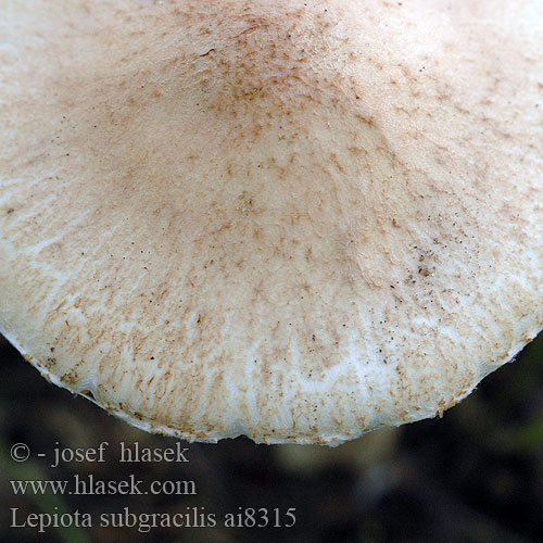 Lepiota subgracilis Körnigschuppiger Schirmling Slanke wolsteelparasolzwam Czubajeczka ziarnistołuskowata Elegant Kliddet parasolhat Bedla Kühnerova