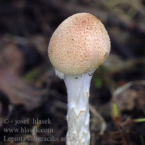 Lepiota subgracilis Czubajeczka ziarnistołuskowata Elegant Kliddet parasolhat Bedla Kühnerova Körnigschuppiger Schirmling Slanke wolsteelparasolzwam