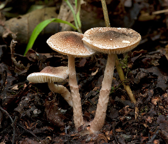 Lepiota tomentella Bedla plstnatá Schwachfilziger Schirmling