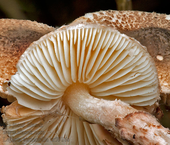 Luddfjällskivling Лепиота тонковойлочная Lepiota tomentella