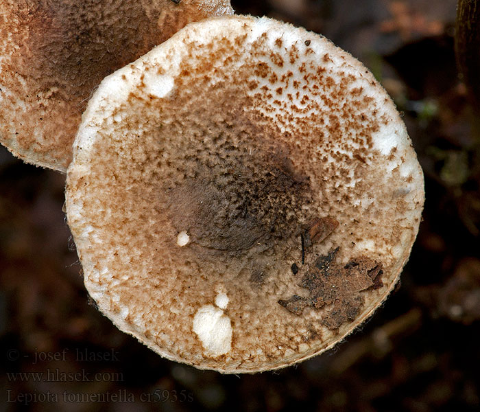 Bedla plstnatá Lepiota tomentella