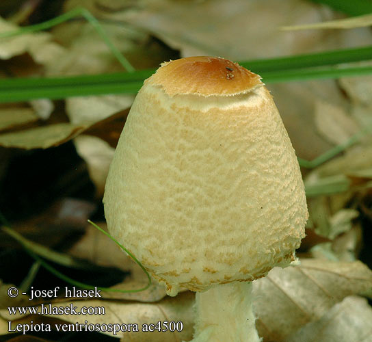 Lepiota ventriosospora ac4500