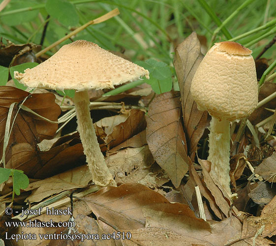 Lepiota ventriosospora Bedla nažloutlá Bedlička vretenovitovýtrusná