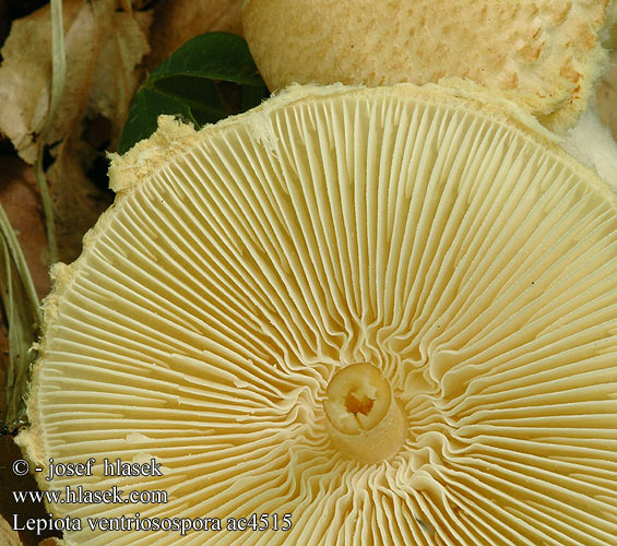 Lepiota ventriosospora ac4515