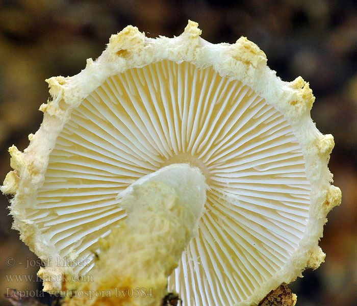 Lepiota ventriosospora Bedla nažloutlá