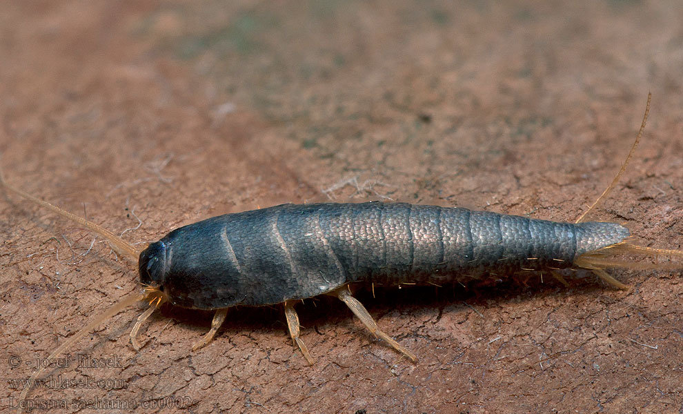 Lepisma saccharina Zilvervisje Slverfish Ezüstös pikkelyke