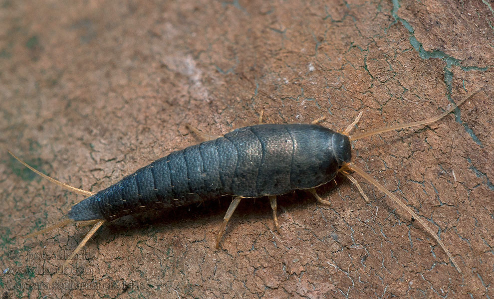 Lepisma saccharina Pesciolino d'argento Pececillo plata