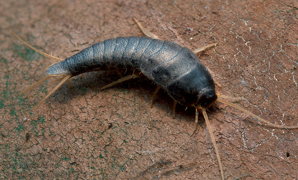 Lepisma saccharina セイヨウシミ Gümüşçün Лусочниця звичайна