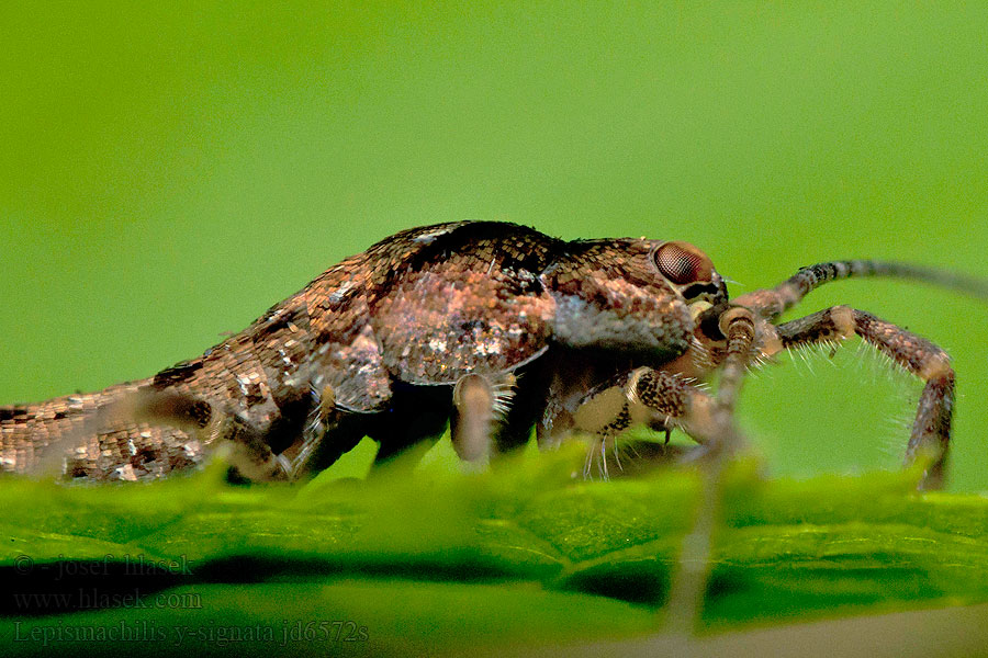 Lepismachilis y-signata Chvostnatka písmooká