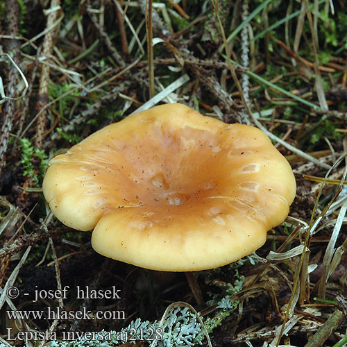 Lepista inversa Clitocybe flaccida Gąsówka rudawa podwinięta