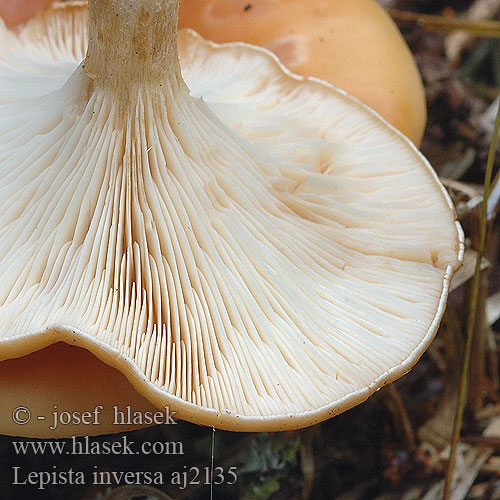 Lepista inversa Strmělka přehrnutá Tawny Funnel Cap