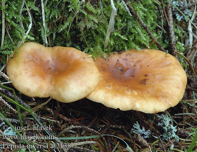 Lepista inversa Lépiste renversée Clitocybe inversé