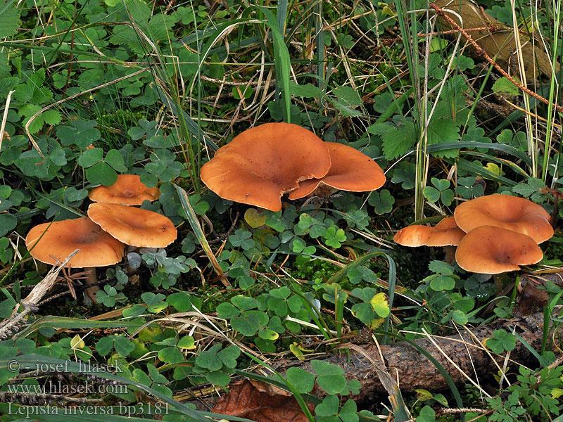 Lepista inversa Clitocybe flaccida Pôvabnica hrdzavá