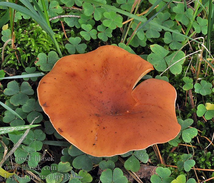 Lepista inversa Clitocybe flaccida Strmělka přehrnutá