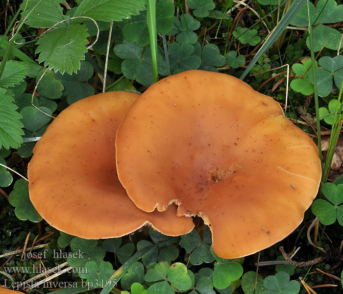 Lepista inversa Tawny Funnel Cap