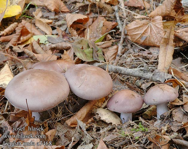 Lepista nuda nudus majus Lepista gracilis pruinosa Tricholoma nudum lilaceum Wood Blewit Violet hekseringshat Sinivalmuska Pied bleu bois Lilapereszke Violetter Rötelritterling Pôvabnica fialová Čirůvka fialová Pie azul Blåmusseron Blå ridderhatt Рядовка фиолетовая Paarse schijnridderzwam ムラサキシメジ（ Gąsówka fioletowawa gasówka