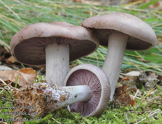 Lepista nuda ムラサキシメジ（ Gąsówka fioletowawa gasówka nudus majus Lepista gracilis pruinosa Tricholoma nudum lilaceum Wood Blewit Violet hekseringshat Sinivalmuska Pied bleu bois Lilapereszke Violetter Rötelritterling Pôvabnica fialová Čirůvka fialová Pie azul Blåmusseron Blå ridderhatt Рядовка фиолетовая Paarse schijnridderzwam