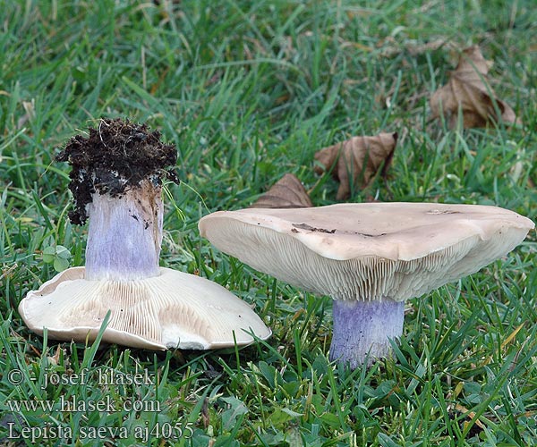 Lepista saeva Pie violeta Pied-violet Field Blewit Blue Leg