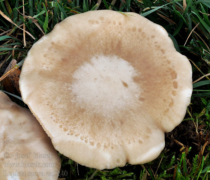 Field Blewit Blue Leg Рядовка лиловоногая Lepista saeva