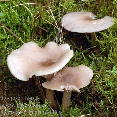 Lepista sordida Agaricus sordidus Čirůvka špinavá Lépiste sordide Pôvabnica ružovkastá Schmutziger Rötelritterling Rötelrötterling Gąsówka brudna Spinkel hekseringshat Orvokkivalmuska Vaalpaarse schijnridderzwam コムラサキシメジ Szürkéslilás pereszke Рядовка сорная Violmusseron Lillabrun ridderhatt