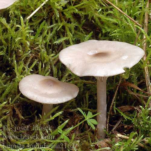 Vaalpaarse schijnridderzwam コムラサキシメジ Szürkéslilás pereszke Рядовка сорная Violmusseron Lillabrun ridderhatt Lepista sordida Agaricus sordidus Čirůvka špinavá Lépiste sordide Pôvabnica ružovkastá Schmutziger Rötelritterling Rötelrötterling Gąsówka brudna Spinkel hekseringshat Orvokkivalmuska