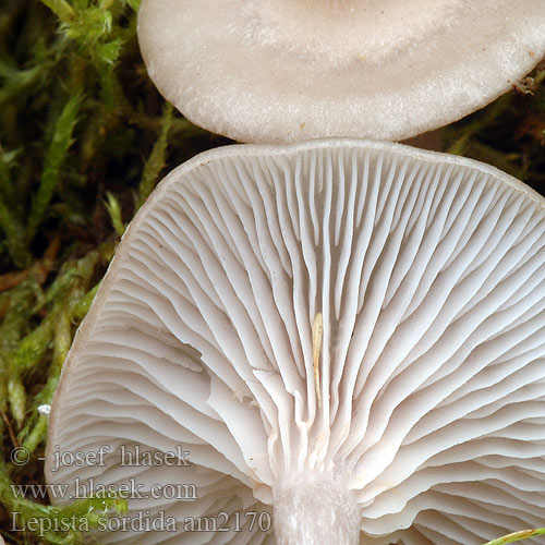 Рядовка сорная Violmusseron Lillabrun ridderhatt Lepista sordida Agaricus sordidus Čirůvka špinavá Lépiste sordide Pôvabnica ružovkastá Schmutziger Rötelritterling Rötelrötterling Gąsówka brudna Spinkel hekseringshat Orvokkivalmuska Vaalpaarse schijnridderzwam コムラサキシメジ Szürkéslilás pereszke