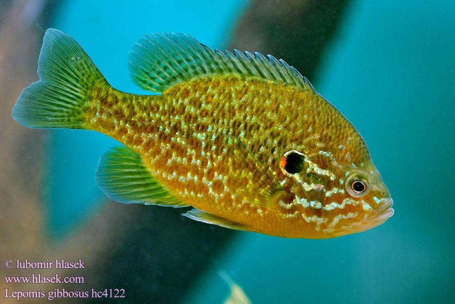 Lepomis gibbosus Slunečnice pestrá Persico sole Gemeiner Sonnenbarsch Perca sol