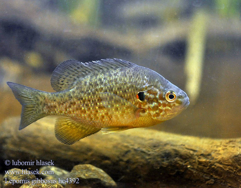 Lepomis gibbosus hc4392