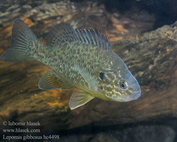 Naphal Pumpkinseed Pond perch Common sunfish Punkys Crapet-soleil