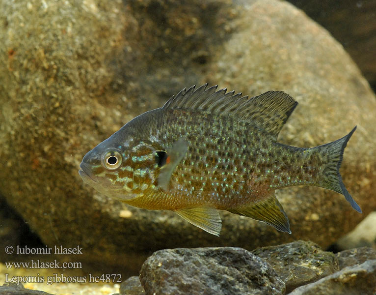 Lepomis gibbosus hc4872