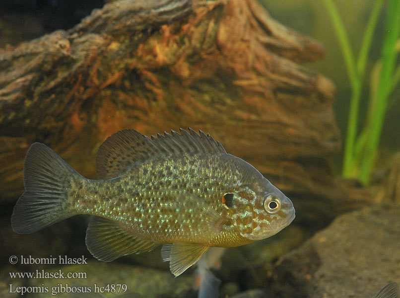 Lepomis gibbosus hc4879