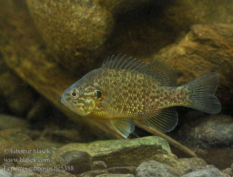 Lepomis gibbosus hc5388