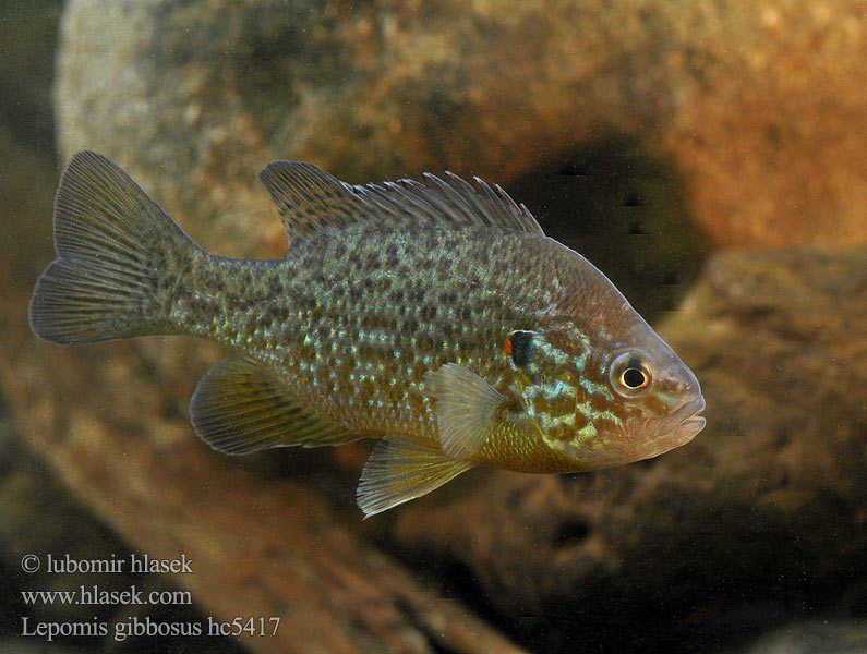 Lepomis gibbosus hc5417