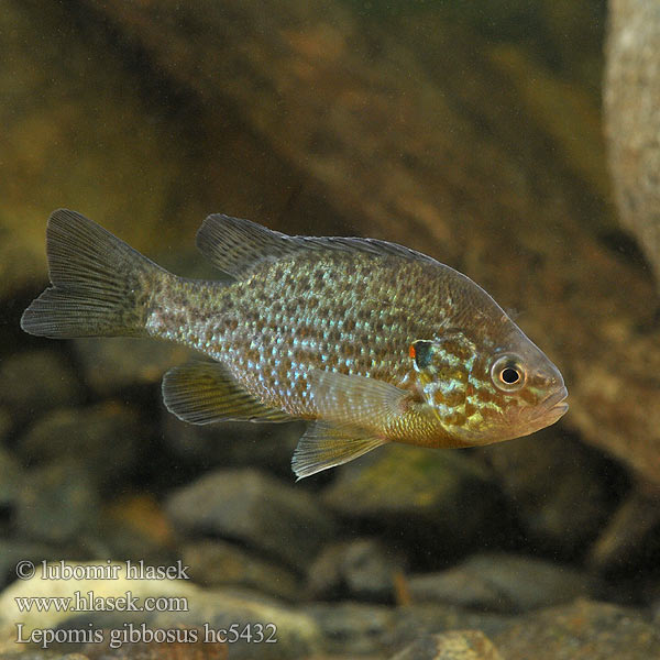 Lepomis gibbosus hc5432