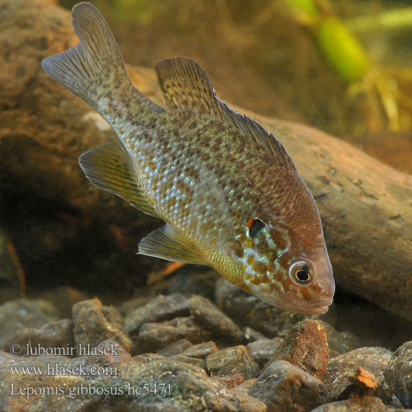 Lepomis gibbosus hc5471