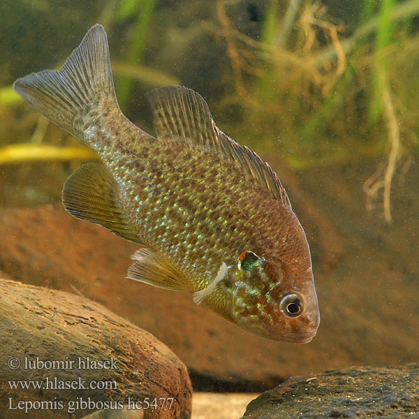 Lepomis gibbosus hc5477