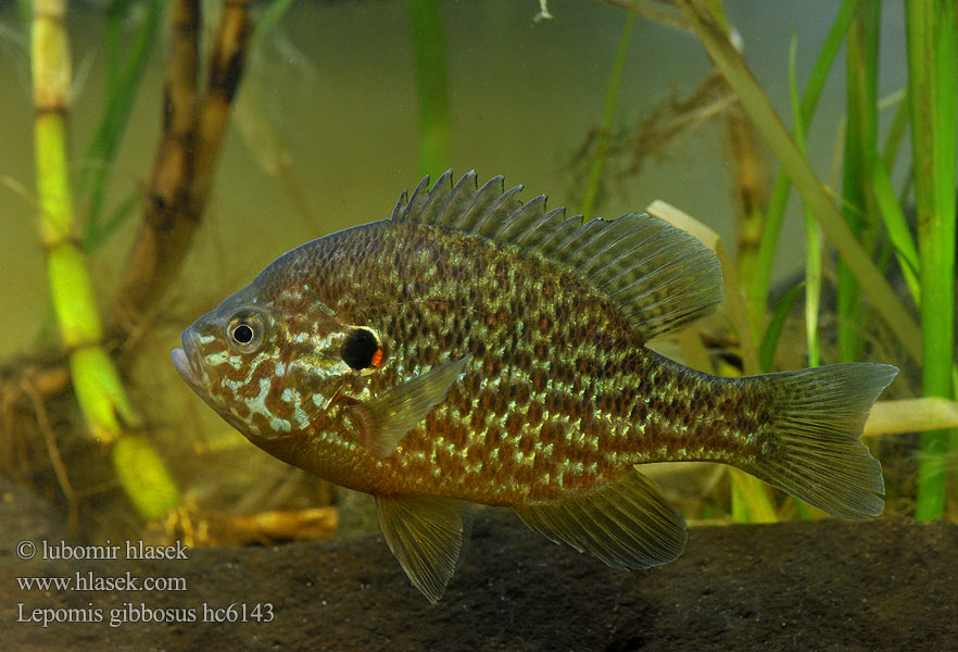 Perca sol Bass słoneczny Zonnebaars Naphal Pumpkinseed Pond perch