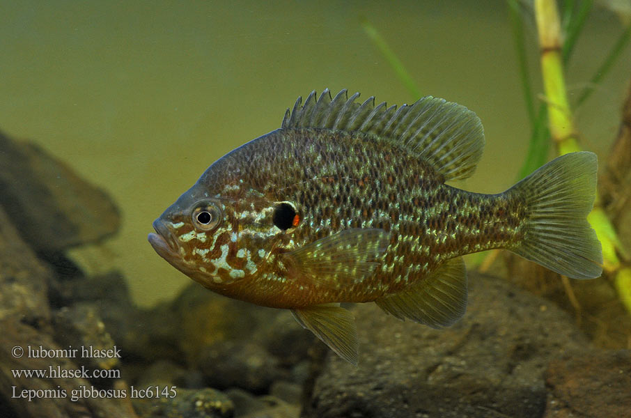 Bass słoneczny Zonnebaars Naphal Pumpkinseed Pond perch Common sunfish