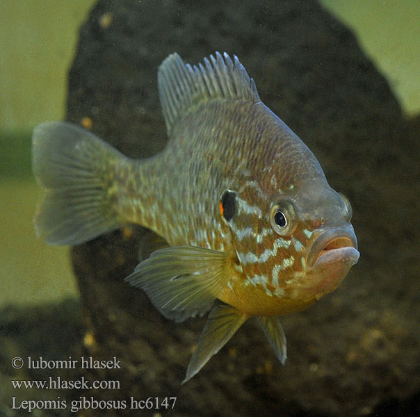 Lepomis gibbosus hc6147