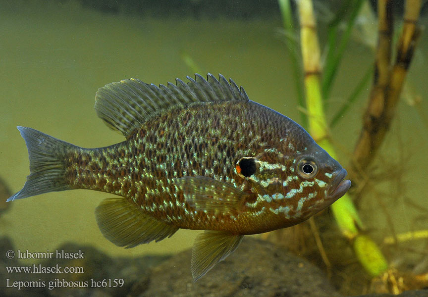 Pumpkinseed Pond perch Common sunfish Punkys Crapet-soleil Perche arc-en-ciel