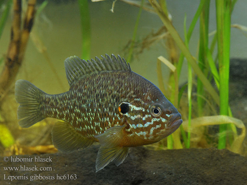 Lepomis gibbosus hc6163