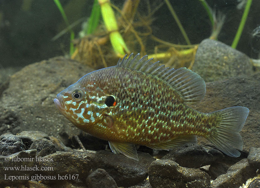 駝背太陽魚 Slnečnica pestrá Lepomis gibbosus Слънчева рибка