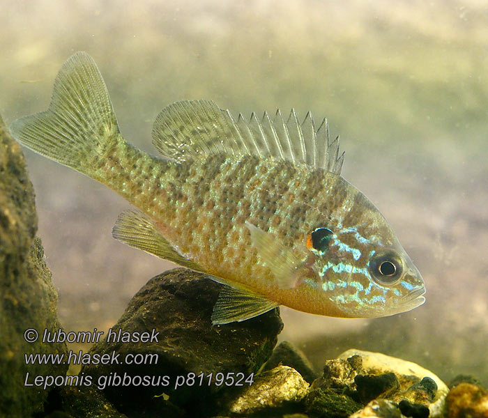 Lepomis gibbosus