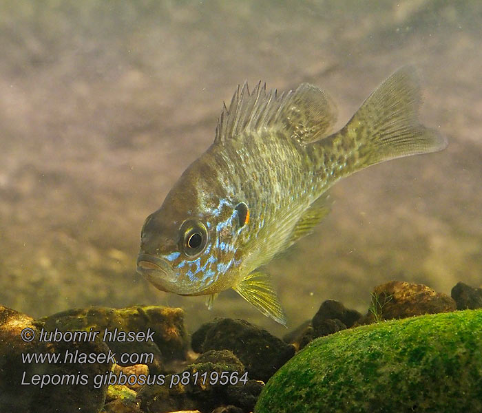 Lepomis gibbosus