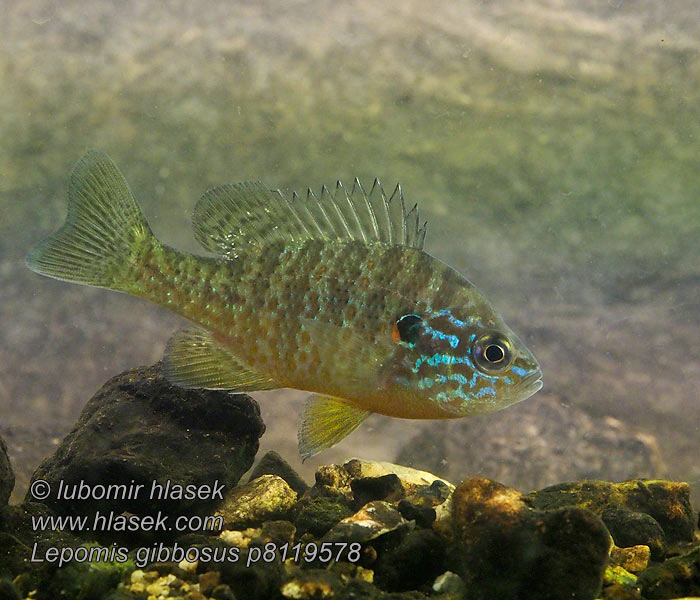 Lepomis gibbosus