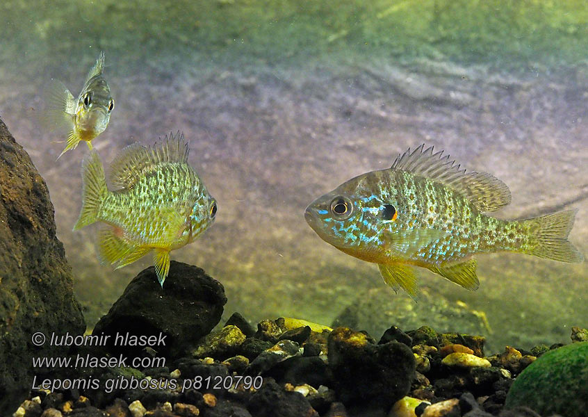 Lepomis gibbosus