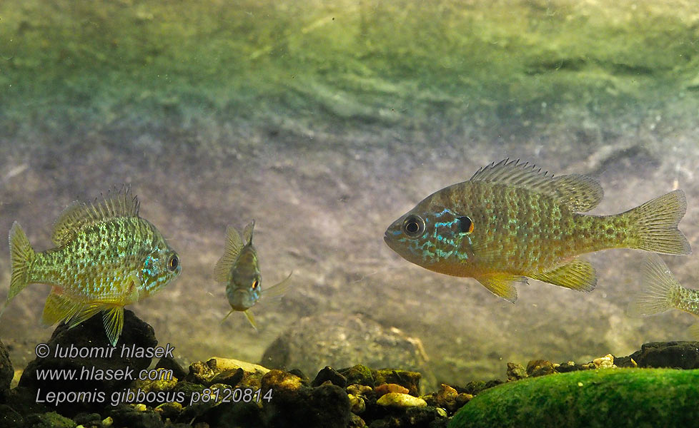 Lepomis gibbosus