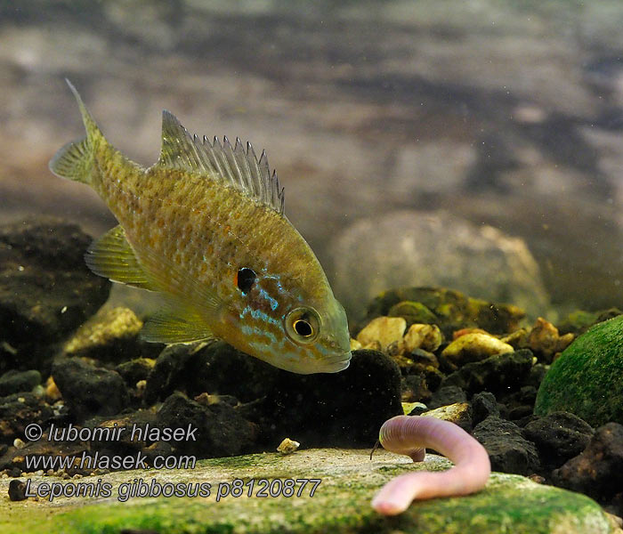 Lepomis gibbosus