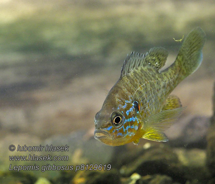 Lepomis gibbosus