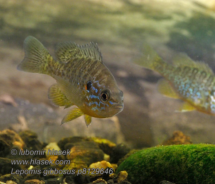 Lepomis gibbosus